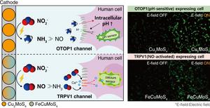 KAIST Develops Bioelectrosynthesis Platform for Switch-Like Precision Control of Cell Signaling​