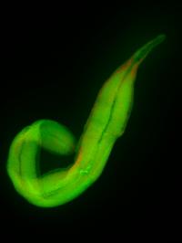Kentrophoros sp. (2 of 2)