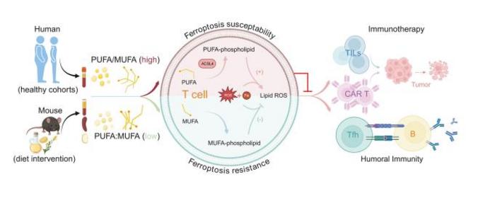 Dietary lipids set the threshold for of T-cell ferroptosis