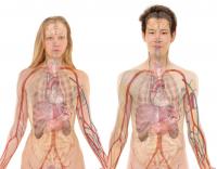 Sex as a biological variable in genomic analyses