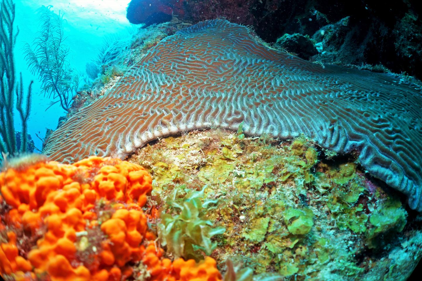 Competition between coral and algae on a reef is mediated