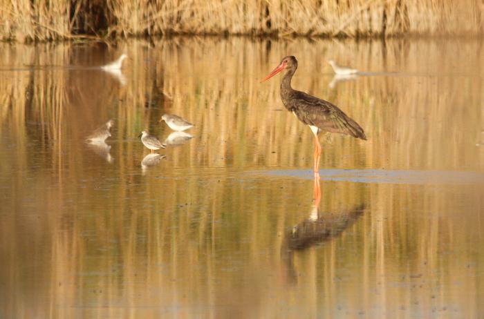 Birds in a Natura 2000 area