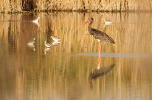 Birds in a Natura 2000 area