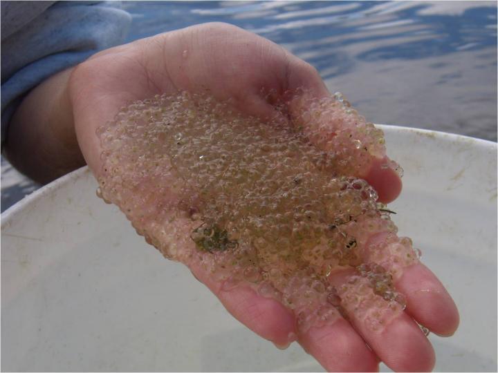 A Handful of <i>Holopedium</i> (2 of 2)