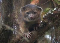 <i>Bassaricyon neblina</i> (2 of 3)