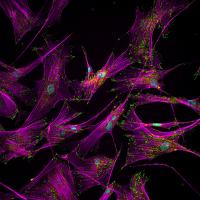 Cellular Adhesion