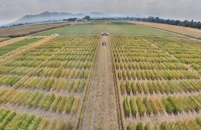 CIMMYT scientists in a field of wheat derivatives at CIMMYT’s headquarters (Photo: CIMMYT)