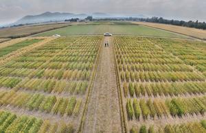 CIMMYT scientists in a field of wheat derivatives at CIMMYT’s headquarters (Photo: CIMMYT)