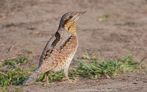 Wryneck