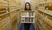 War Between Sexes Does Not Drive Speciation