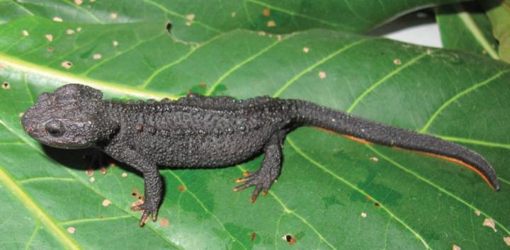 <i>Tylototriton sparreboomi</i>
