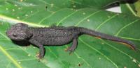 <i>Tylototriton sparreboomi</i>