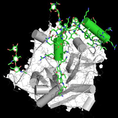 X-rays Expose Blueprint for Possible Sleeping Sickness Drug (1 of 3)