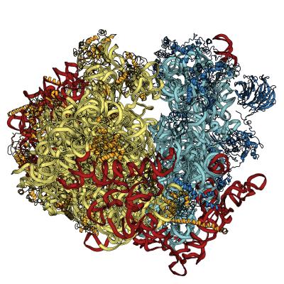Eukaryote Ribosome Structure