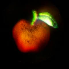 Color Holograms Appear Under White Light (1 of 12)