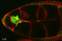 Fruit Fly Border Cells (2 of 2)