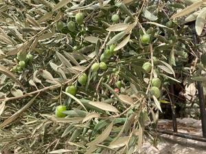 Olive trees Lebanon