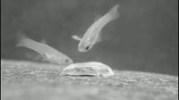 Trinidadian Guppies