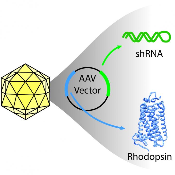 Schematic of Gene Therapy Vector