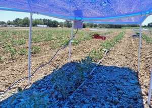 Blue light agrivoltaic experiment