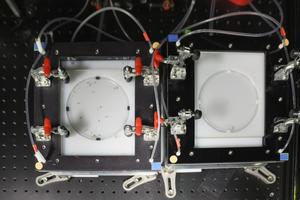 Tiny fruit fly brains offer big insights into why we eat