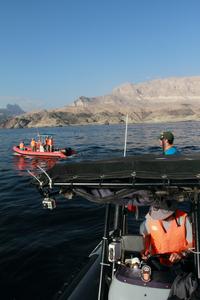 Whale monitoring