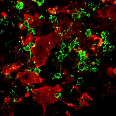 Stem Cells