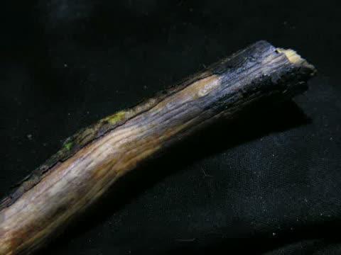 Time-lapse Video of Growing Hair Ice