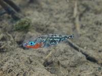 Gifu Stickleback