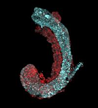 Fluorescent microscopic image