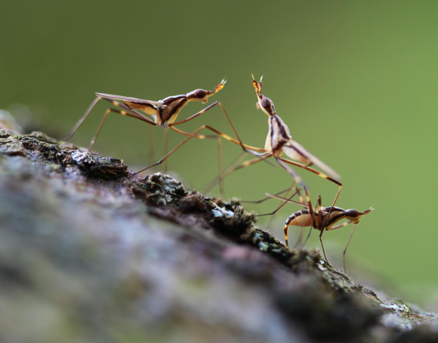 Neriid Flies