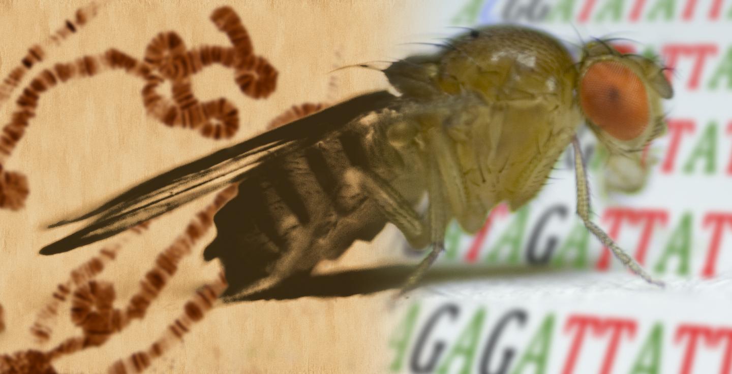 <I>Drosophila</I>