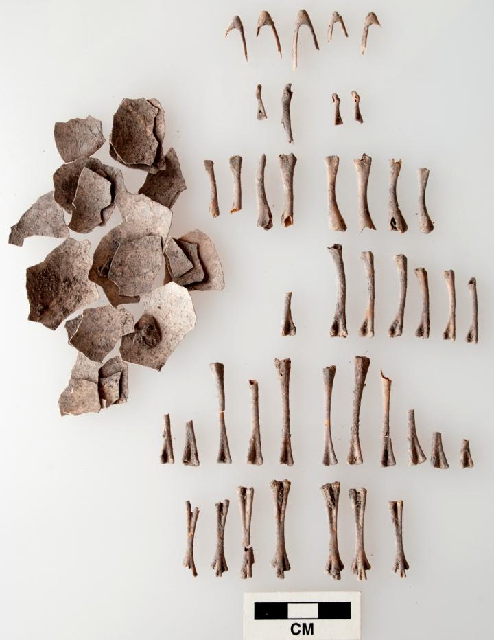 Turkey Eggshells and Bones