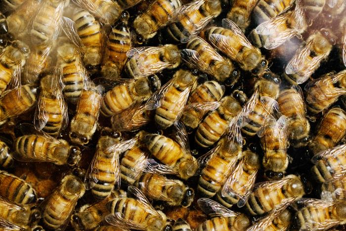 Honey Bees and Fungicides