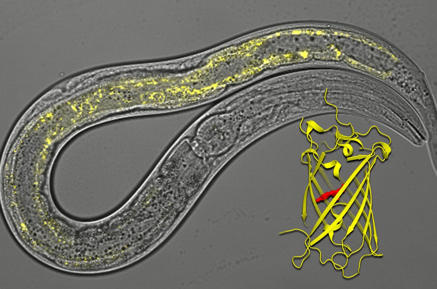 Nematode Worm