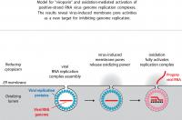 Replication