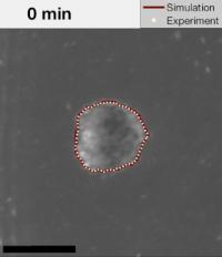 Time-Lapse Image Sequences