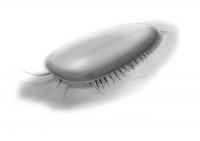 Tegopelte Reconstruction Illustration