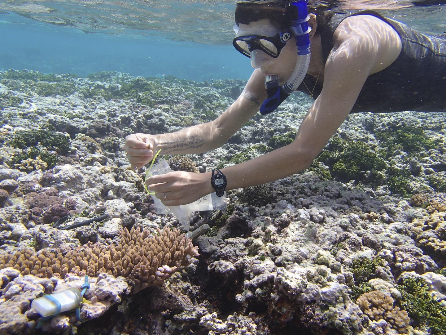 Diving
