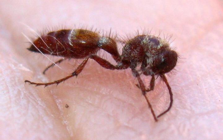 Bradynobaenid Wasp