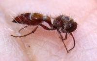 Bradynobaenid Wasp