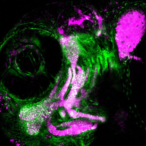 Zebrafish Head Skeleton