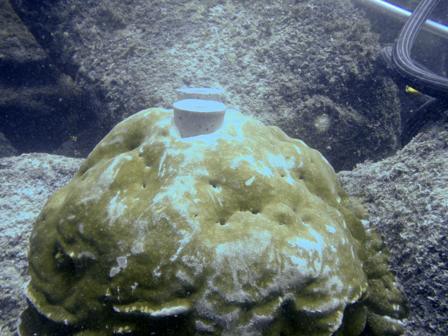 Cement Plug in Coral