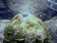 Cement Plug in Coral