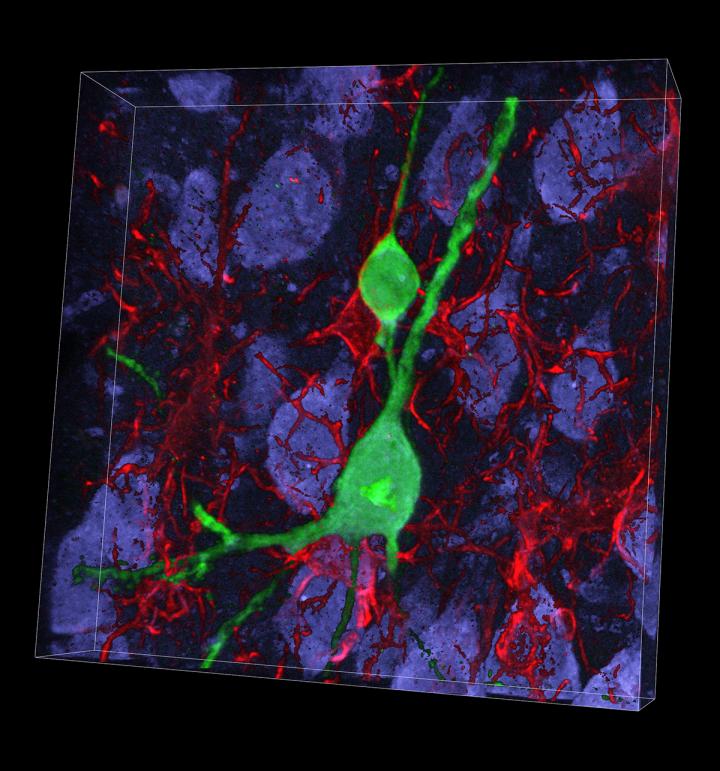 New Nerve Cells, Created through Reprogramming
