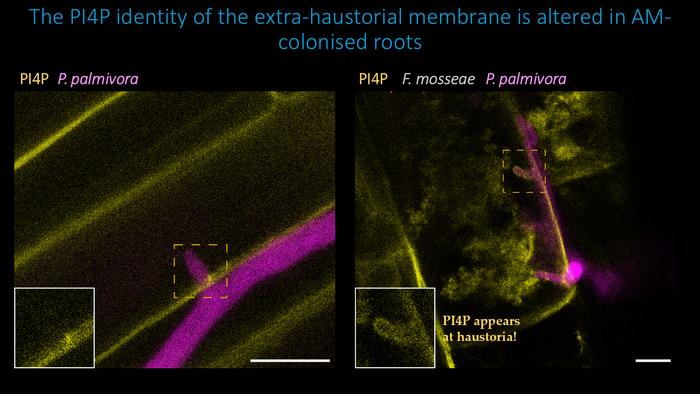The PI4P identity of the extra-haustorial membrane is altered in AM fungi-colonised roots