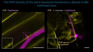 The PI4P identity of the extra-haustorial membrane is altered in AM fungi-colonised roots