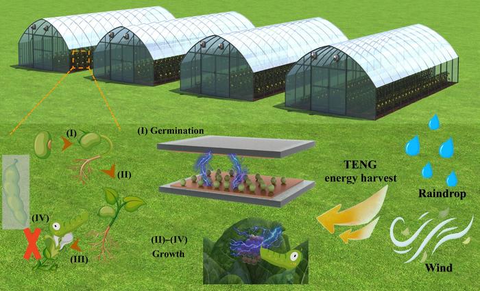Triboelectric Nanogenerator Based on Degradable Materials for Efficient Self-Powered Seed Growth Promotion System