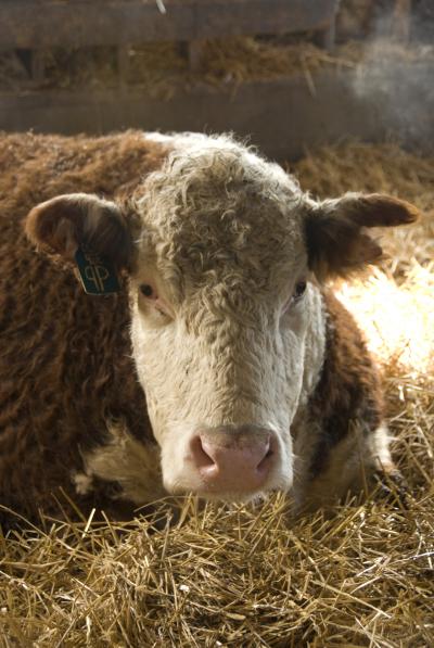 Cow