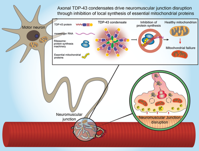 An illustration showing the TDP-43 protein destructively accumulating in motor nerve extensions, specifically in the neuromuscular junctions of ALS patients, where it traps messenger RNA molecules and prevents the synthesis of proteins essential to mitochondrial function.